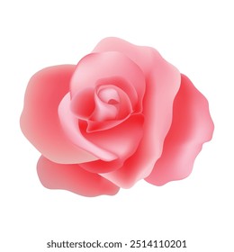 Beautiful rose isolated illustration on white.