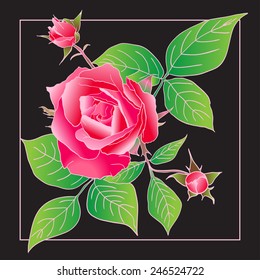 Beautiful rose isolated on black. Best for background greeting cards and invitations 