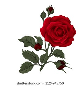 Beautiful rose isolated on white. Red rose. Perfect for background greeting cards and invitations of the wedding, birthday, Valentine's Day, Mother's Day.