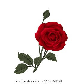 Beautiful rose isolated on white. Red rose. Perfect for background greeting cards and invitations of the wedding, birthday, Valentine's Day, Mother's Day.
