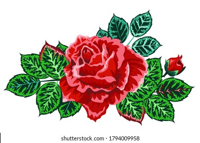 Beautiful rose isolated on white. Red rose. Perfect for background greeting cards and invitations of the wedding, birthday, Valentine's Day, Mother's Day.