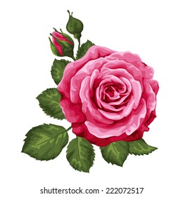 Beautiful rose isolated white  Perfect for background greeting cards   invitations the wedding  birthday  Valentine's Day  Mother's Day 