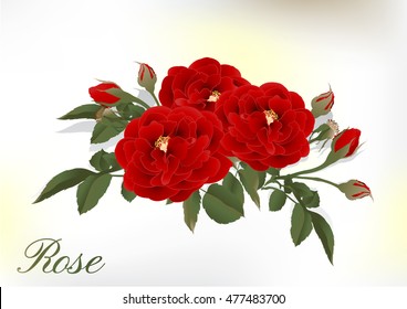 Beautiful rose isolated on white