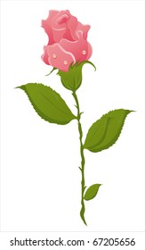 beautiful rose isolated on white