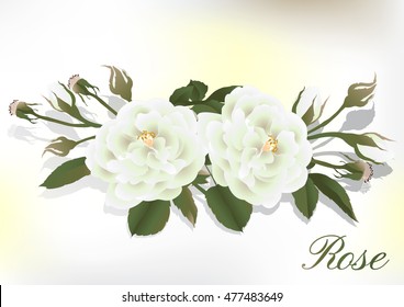 Beautiful rose isolated on white.Perfect for background greeting cards and invitations of the wedding,birthday,Valentine's Day,Mother Day. 