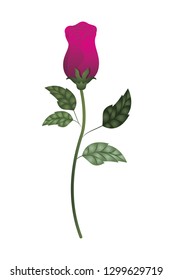 beautiful rose with leafs isolated icon