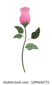beautiful rose with leafs isolated icon