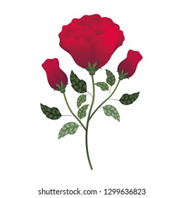 beautiful rose with leafs isolated icon