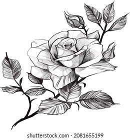 una bonita rosa y hojas con ramo en blanco y negro.
Diseño de vectores.
Diseño de tatuajes.
Ilustración. 
ilustración de esbozo vectorial
Elementos de diseño de naturaleza floral
Flor de rosa, hojas y brotes aislados en blanco