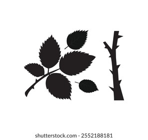 Beautiful rose leaves on stem with branch isolated on white background. Naturе object for design use.