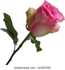 Beautiful rose on stem with leaf isolated on white background, photo realistic vector illustration