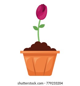 beautiful rose in pot