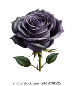 beautiful rose realistic drawing vector illustration isolated on white background
