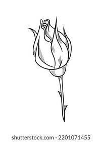 Beautiful rose sketch. Blooming plant or unopened flower bud with leaves. Floristry and gardening. Design element for logotype or branding. Cartoon simple hand drawn doodle style vector illustration