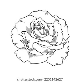 Beautiful rose sketch. Elegant opened flower bud with petals. Top view. Floristry and gardening. Design element for postcard or wedding invitation. Cartoon hand drawn doodle style vector illustration