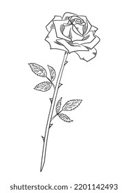 Beautiful rose sketch. Romantic blooming plant with lush open bud. Flower with delicate petals and sharp thorns. Design element for greeting card. Cartoon hand drawn doodle style vector illustration
