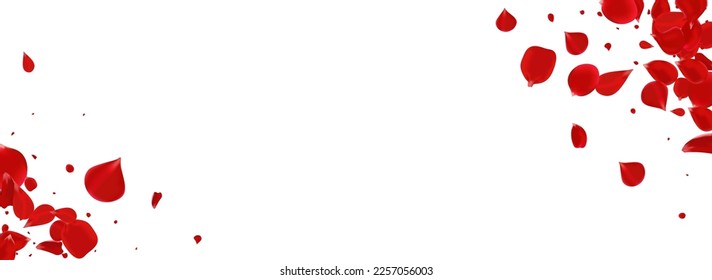 Beautiful Rose Spring Vector Panoramic White Background. Japan Lotus Pattern. Red Sakura Tender Banner. Delicate Flower Falling Template.