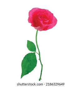 Beautiful rose vector illustration. Roses on white background. Retro flower clipart. Birthday card decoration. Valentine day flower. Watercolor style. Clipart for logo, greeting cards and design.
