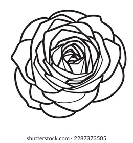 a beautiful rose vector line art