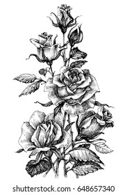 Beautiful roses bouquet. Hand drawn vector