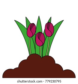 beautiful roses cultivated icon