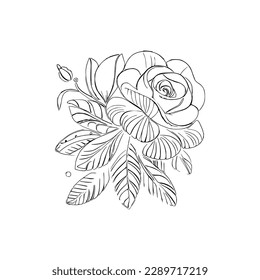 Beautiful Roses Flower Coloring book, line art vector