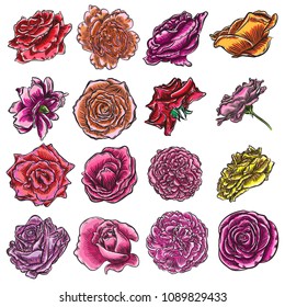 Beautiful roses heads blooming set isolated on white background. Elements for design of greeting card and invitation for the wedding, birthday, Valentine' s Day, mother' s day. Vector.