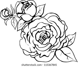 Beautiful roses. Vector.