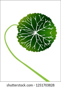 beautiful round young green leaf on a long curved stem