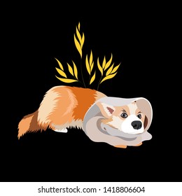 Beautiful Royal Corgi. Furry beast. King's dog