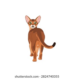 Beautiful Ruddy Abyssinian Cat Looking Over Shoulder Vector Art Isolated on White Background