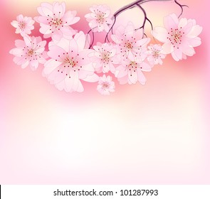 Beautiful sacura spring cherry tree branch in bloom with pink sky closeup - sketch