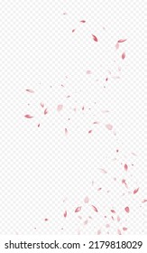 Beautiful Sakura Falling Vector Transparent Background. Fall Lotus Design. Red Cherry Spring Backdrop. Pink Rose Blur Template.