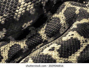 A beautiful scaly pattern on the curved and folded body of a carpet python. Close-up. Vector, eps10. Illustration.