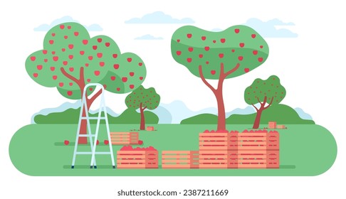 Beautiful scenery overlooking orchard during harvest time. Apple trees. Stepladder and wooden boxes. Fruit picking. Crop harvesting. Garden landscape. Agriculture plant