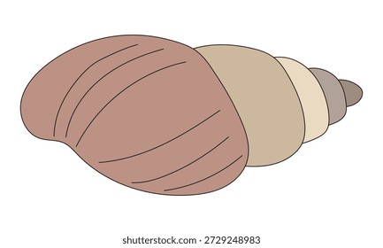 Beautiful sea shell isolated on white background
