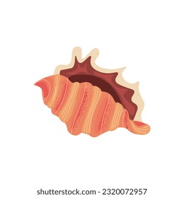 Beautiful sea shell on white background
