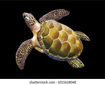 Beautiful sea turtle