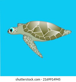 Beautiful sea turtle in the sea