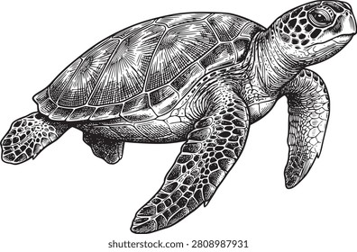 Beautiful sea turtle gracefully swimming in ocean, detailed black and white engraved illustration. Majestic marine reptile captured in a realistic hand-drawn style, highlighting its intricate shell patterns and gentle movement. Ocean life.