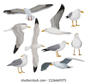 Beautiful Seagull Set, Gray And White Sea Bird In Different Poses Vector Illustrations On A White Background