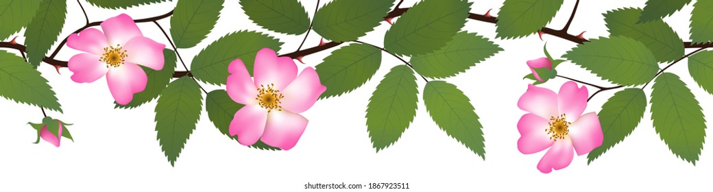 Beautiful seamles wild rose vector with pink blossoms and green leafs on white background.