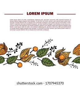 Beautiful seamless border with winter cherry. Physalis on white background. Design element for a greeting card.