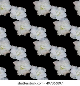 Beautiful seamless pattern with white azaleas on black background. Vector illustration.