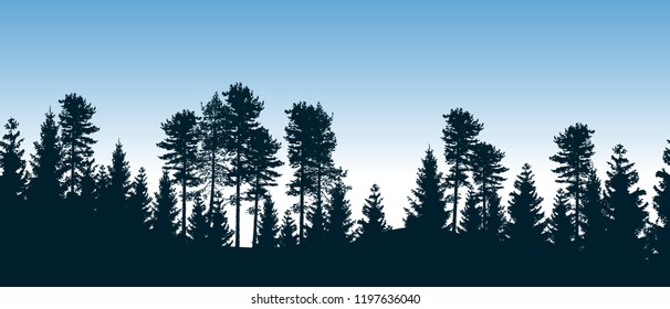 Beautiful seamless vector forest with coniferous trees. 