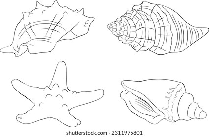 Beautiful Seashell Black and White Vector Line Art
