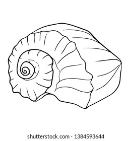 Beautiful seashell line vector illustration	