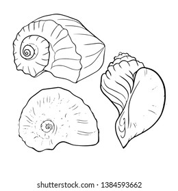Beautiful seashell line vector illustration	