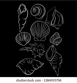 Beautiful seashell line vector illustration	