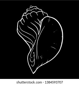 Beautiful seashell line vector illustration	